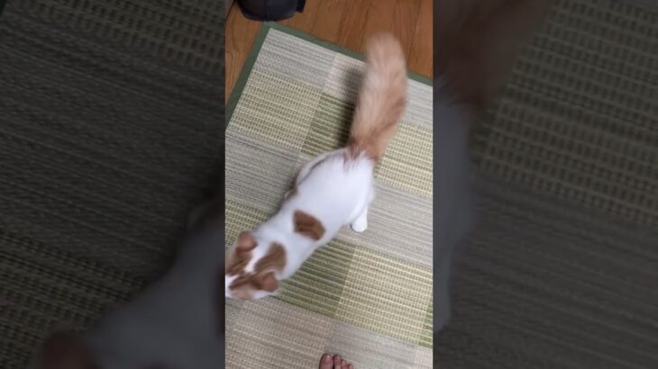 オモチャを持ってきてくれる猫 #猫 #cat #ねこ #サイベリアン #しつけ