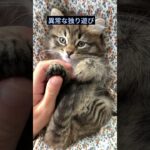 育て方を間違えた猫がとる行動＃１６／異常な独り遊び #shorts #cat  #保護猫