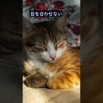 育て方を間違えた猫がとる行動＃１５／目を合わせない#shorts #cat  #保護猫