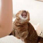사람 무는 고양이 루루 행동교정 시작했습니다