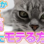 なぜ猫はあなたを選ぶ？猫が自然と寄ってくる人の秘密とは