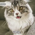 鳴き声の謎⭐︎鳴き声が多い猫と少ない猫！？