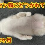 道路でうずくまっていた子猫がこうなりました
