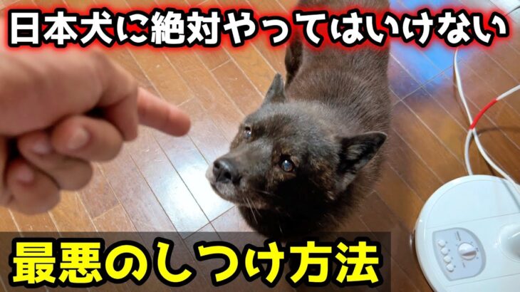 日本犬に絶対やってはいけない、最悪のしつけ方法ランキング【甲斐犬一休】けど、ちゃんと育てたら最強のパートナーです