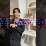 子猫のうちにしつけて良かったこと3選 #猫のいる暮らし #タロー社長 #子猫