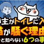 飼い主がトイレに入ると猫が騒ぐ理由とは？飼い主が知らない6つの秘密！