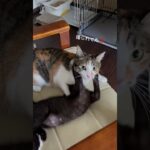 しつけしてたこな #猫 #三毛猫 #黒猫 #多頭飼い #過去動画 #cat #kitten