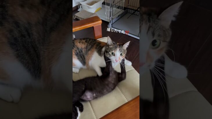 しつけしてたこな #猫 #三毛猫 #黒猫 #多頭飼い #過去動画 #cat #kitten