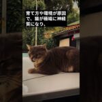 育て方を間違えた猫がとる行動＃２０／掃除機や大きな音に対する極端な恐怖 #shorts #cat  #保護