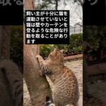 育て方を間違えた猫がとる行動＃１９／いたずらで壁やカーテンを登る #shorts #cat  #保護