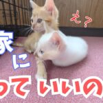 【子猫】初めて猫を飼うために保護猫をお迎えする前の譲渡会の様子　後編　子猫のじゃれあい【かわいい】