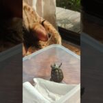 初めての亀に興味津々の猫。このあとしっかりしつけました😑手出したらダメよ！オルナータ#ダイヤモンドバックテラピン