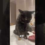 猫のお手トレーニング中/#猫 #お手 #しつけ #おやつ #猫の芸