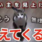 キジシロ猫の困りごと。猫のトラブル解決します！