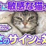 猫が寒さで困っている時に見せる仕草【冬：ケア方法】