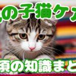 【猫 0歳】生後すぐから1歳まで！子猫の成長に合わせたケアとしつけのコツ