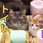 【猫のトイレ】しつけで成功するための5つのポイント！