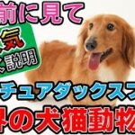 「ミニチュアダックス初心者必見！性格・しつけ・お手入れの基礎知識」_#世界の犬猫動物CH