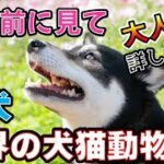 「柴犬を迎える前に！性格やしつけのコツをわかりやすく解説」_#世界の犬猫動物CH