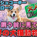 「初めてのコーギーに挑戦！飼い方・しつけのポイント徹底解説」_#世界の犬猫動物CH