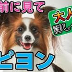 「パピヨン初心者必見！性格・お世話・しつけのコツを徹底解説」_#世界の犬猫動物CH
