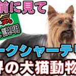 「ヨークシャーテリア初心者必見！性格・お世話・しつけの完全ガイド」_#世界の犬猫動物CH