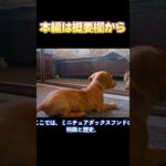 【本編は概要欄から】「ミニチュアダックス初心者必見！性格・しつけ・お手入れの基礎知識」_#世界の犬猫動物CH_#shorts