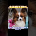 【本編は概要欄から】「パピヨン初心者必見！性格・お世話・しつけのコツを徹底解説」_#世界の犬猫動物CH_#shorts