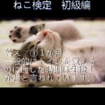 猫ショート⑬ #かわいい #cat #愛猫 #愛猫 #猫のいる暮らし #猫のいる暮らし  #ねこ検定 #猫好きさんと繋がりたい  #ねこくん #猫 #猫のいる生活