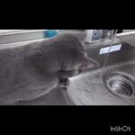 さあ、君ならどうする？？#music #ショート #猫のいる暮らし #悪ガキ