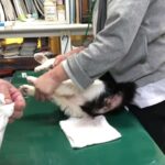 ④日本猫の小太郎ちゃんの治療、肛門腺絞り、洗浄、イントラサイトジェル注入他