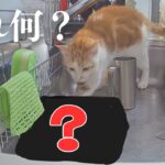 【もう限界！】キッチンで悪戯する猫たちをしつけて侵入を防ぎます！