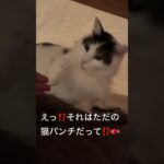 家猫研修でお手の習得を目指す野良猫警備員🐱🚓葵ちゃん