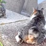 ボス猫・キジシロが子猫と母猫を教育中…？