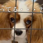 【しつけ失敗】ソファに怒りの大量○○で報復した犬の様子【誤食事件】