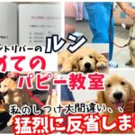 【子犬しつけ】私のしつけ大間違いでした💦『はじめてのパピー教室』