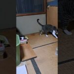 これで何度目！畳でお粗相#いけないこと#のっぴ #ねことの暮らし #おしっこ#猫 #しつけ