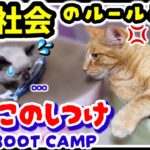 【生後49日目🫡猫ブートキャンプ】心臓バクバク🫀猫社会のしつけと教育🙀子猫がボス猫と急接近❗️#子猫 #ラグドール #ねこのしつけ