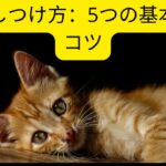 猫のしつけ方：5つの基本的なコツ