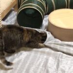 My Cat From Hell #554 / 猫達の居る生活
