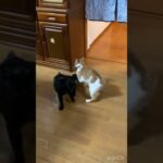 後輩黒猫🐈‍⬛先輩茶白にしつけられる🐈 #cat #かわいい猫 #ねこのいる生活 #保護猫 #ねこのいる暮らし #ねこ #ネコ #ねこのいる幸せ #ねこ動画 #ねこ部 #ねこ好き #ねこのきもち