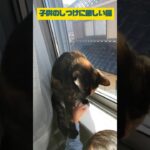子供のしつけに厳しい猫さん！　#shorts #猫 #さび猫 #保護猫