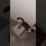 わ、止めない方がいいんだよね