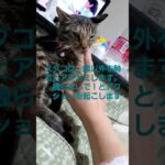 アメとムチ　#おすすめにのりたい #ねことの暮らし #ねこと暮らす #保護猫 #猫好きさんと繋がりたい #猫風邪 #しつけトレーニング