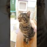 ナデナデにご満悦な《しつけいと》