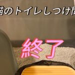 猫のトイレしつけ問題に回答。