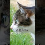 猫にしつけがいらない理由