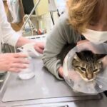 ⑧日本猫の茶々丸ちゃんの治療、注射、ご褒美に