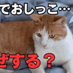 【猫のしつけ】何でお布団におしっこするの？