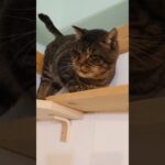 甘えたいけど降りては来ない《しつけいと》